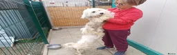 Mixed Breed dogs for adoption: 🤍MATEO - from a market crate to a Loving Home 🏡 in Nottingham - Advert 13