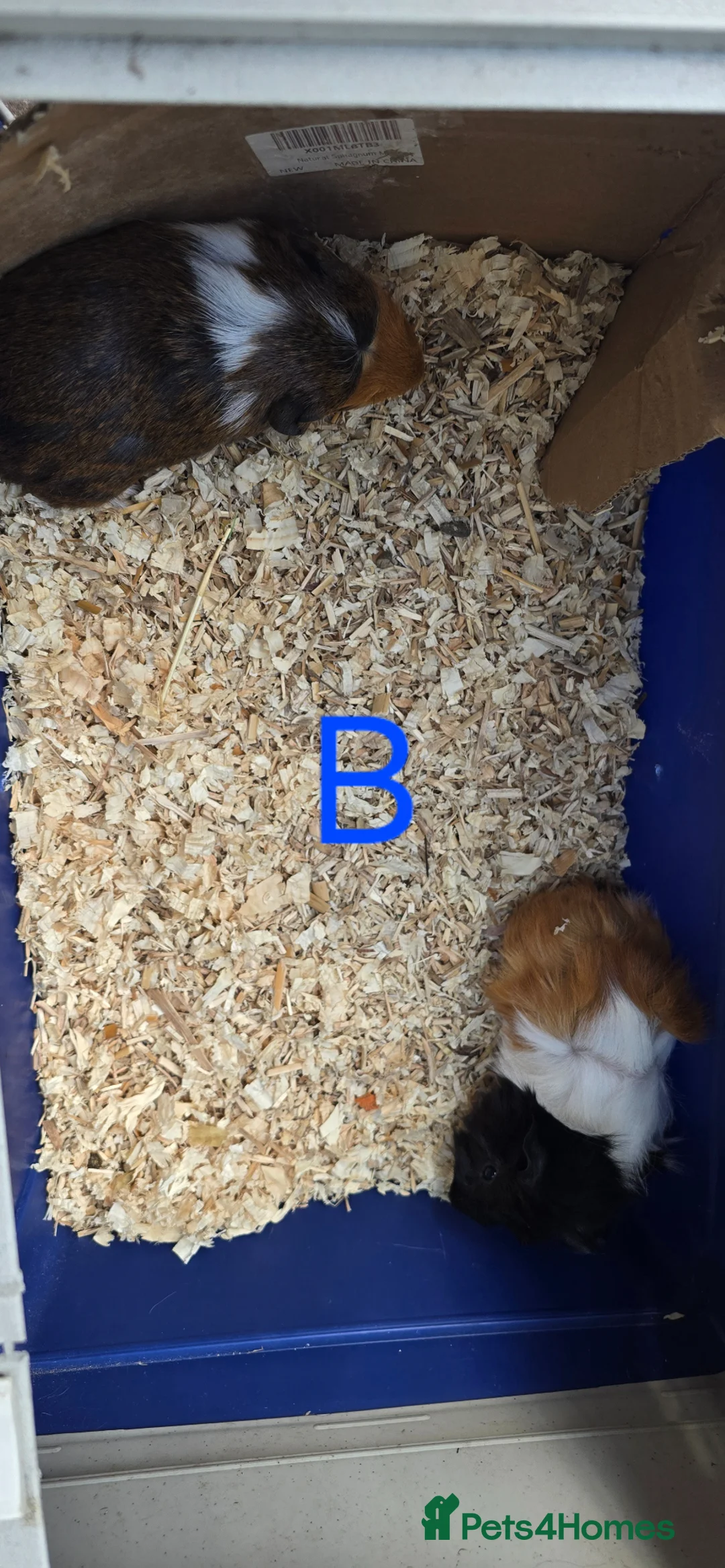 Guinea Pig rodents for sale: Mixed Guinea pigs 7 weeks old - Advert 2