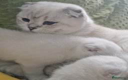 Scottish Fold cats for sale: Scotish fold male kitten - Image 8