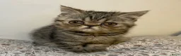 Exotic cats for sale: Exotic Persians - Advert 8