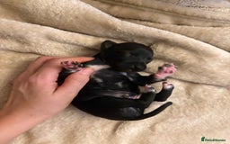 Italian Greyhound dogs for sale: KC Italian Greyhound Puppies  - Image 29