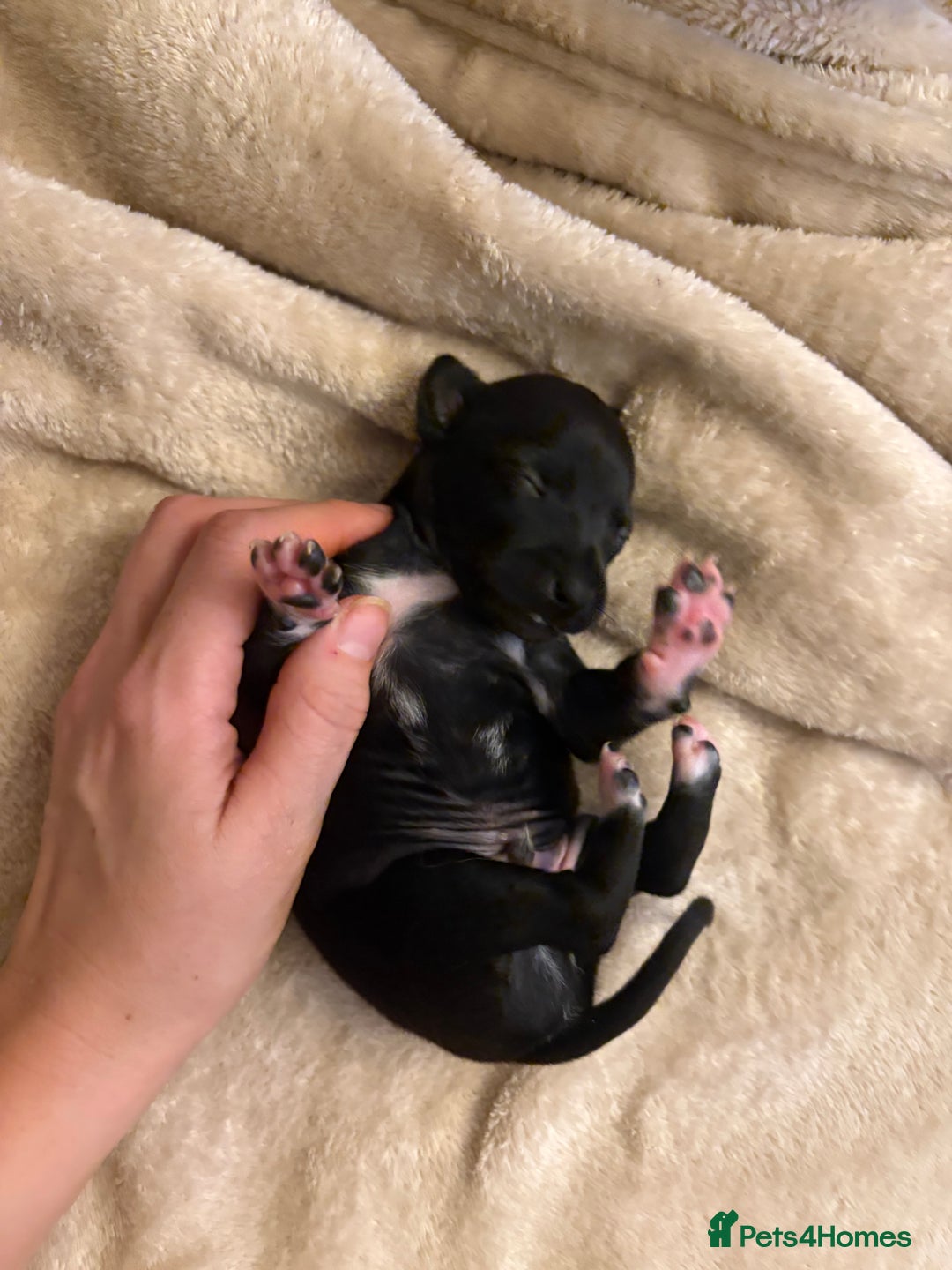 Italian Greyhound dogs for sale: KC Italian Greyhound Puppies  - Image 29