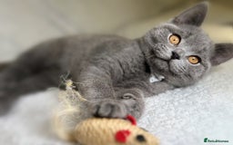 British Shorthair cats for sale: Adorable British Shorthair Kittens — READY TO GO! - Advert 12