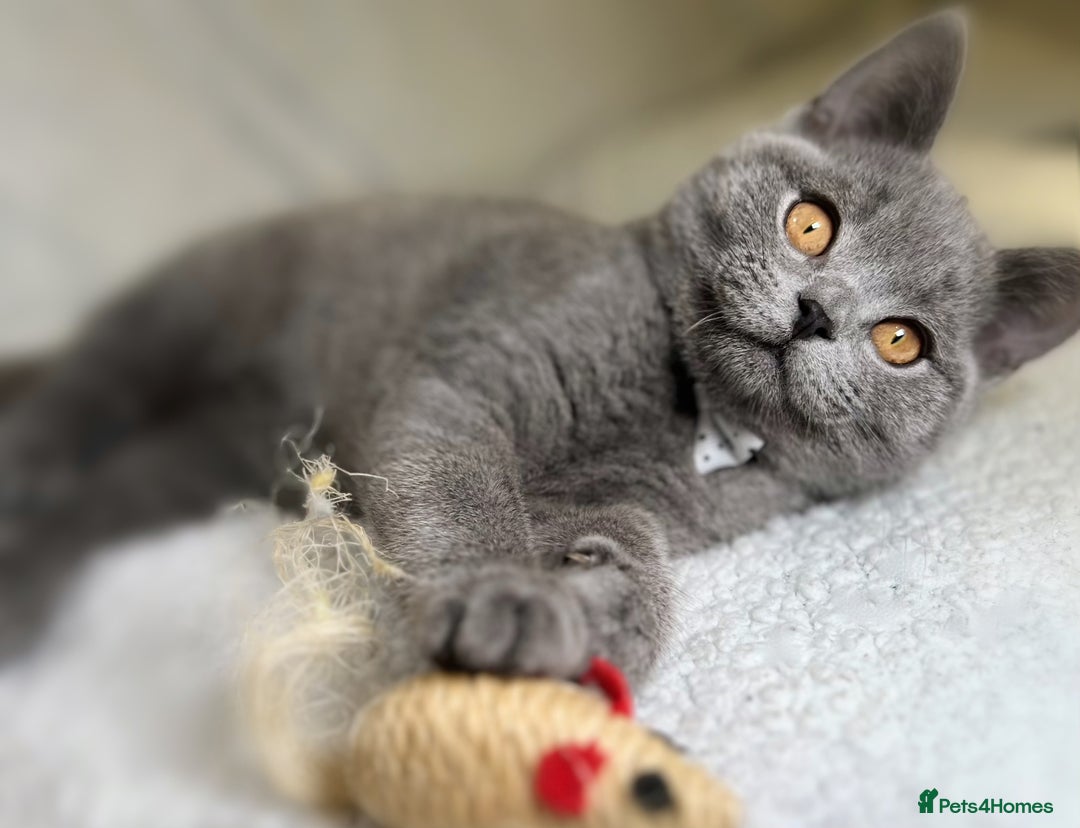 British Shorthair cats for sale: Adorable British Shorthair Kittens — READY TO GO! - Advert 12