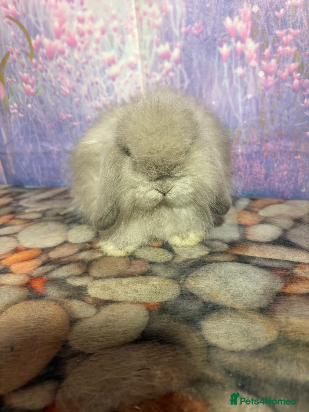 Mini Lop rabbits for sale: Mini lops vaccinated ready to leave - Advert 7