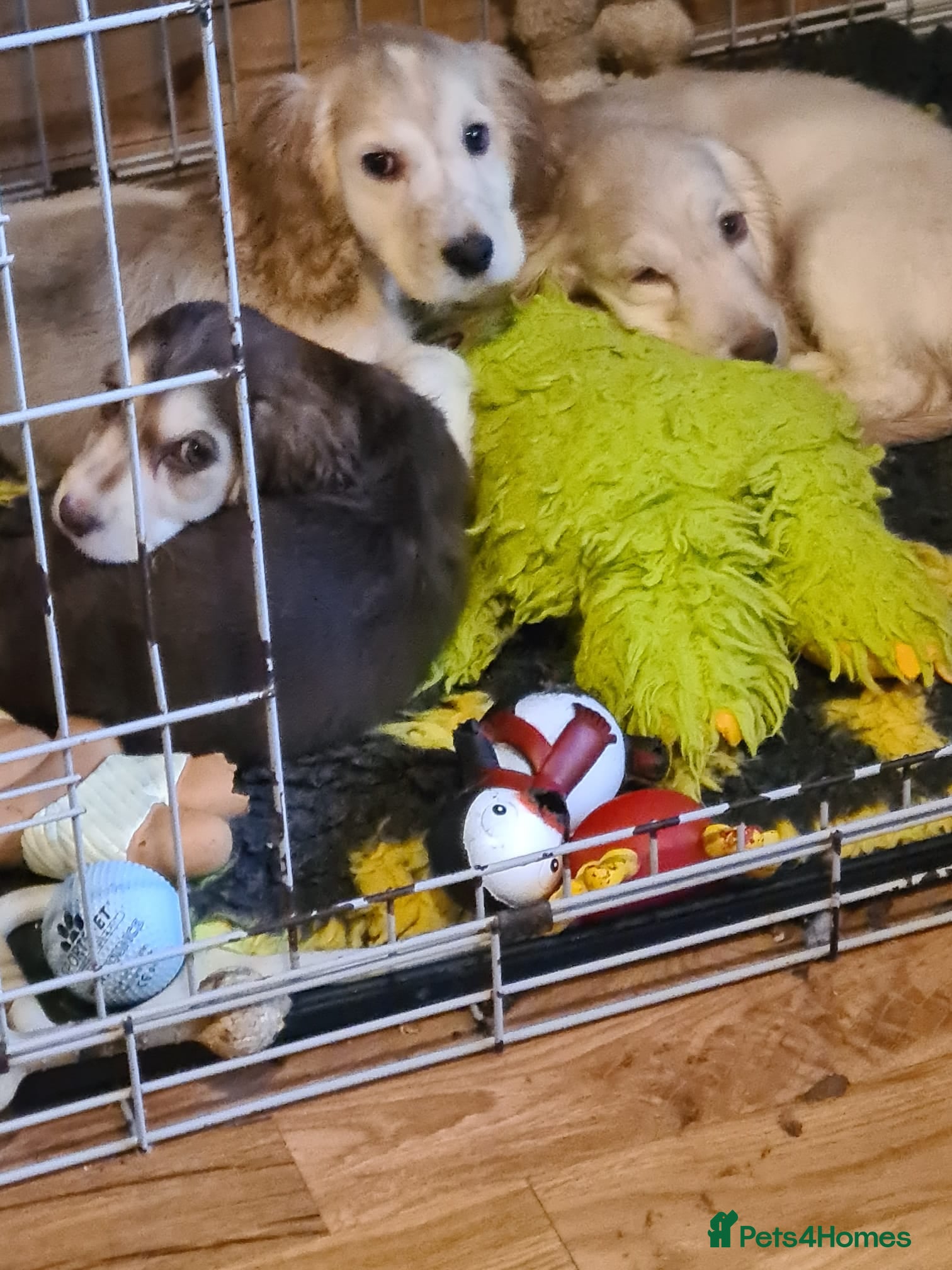 Cocker Spaniel dogs Show type Cocker Spaniel puppies - Advert 14