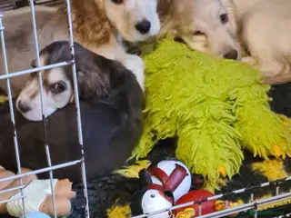 Cocker Spaniel dogs Show type Cocker Spaniel puppies - Advert 14