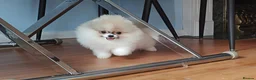 Pomeranian dogs for sale: White girl with coloured face  - Advert 2