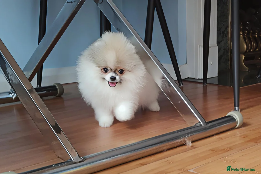 Pomeranian dogs for sale: White girl with coloured face  - Advert 2