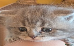 Persian cats for sale: Beautiful loving Persian Boy - Image 11