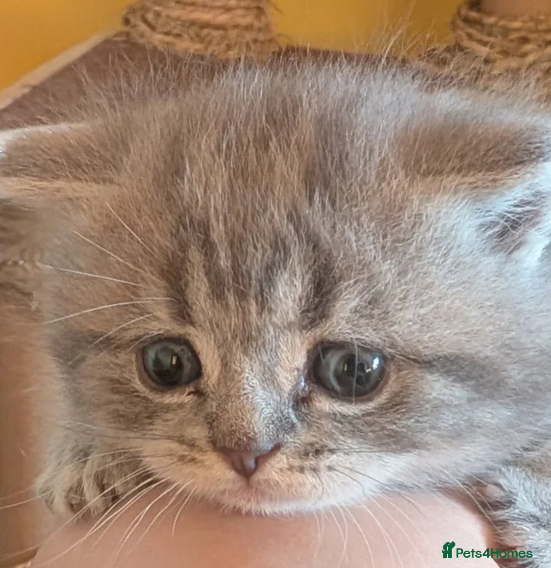 Persian cats for sale: Beautiful loving Persian Boy - Image 11