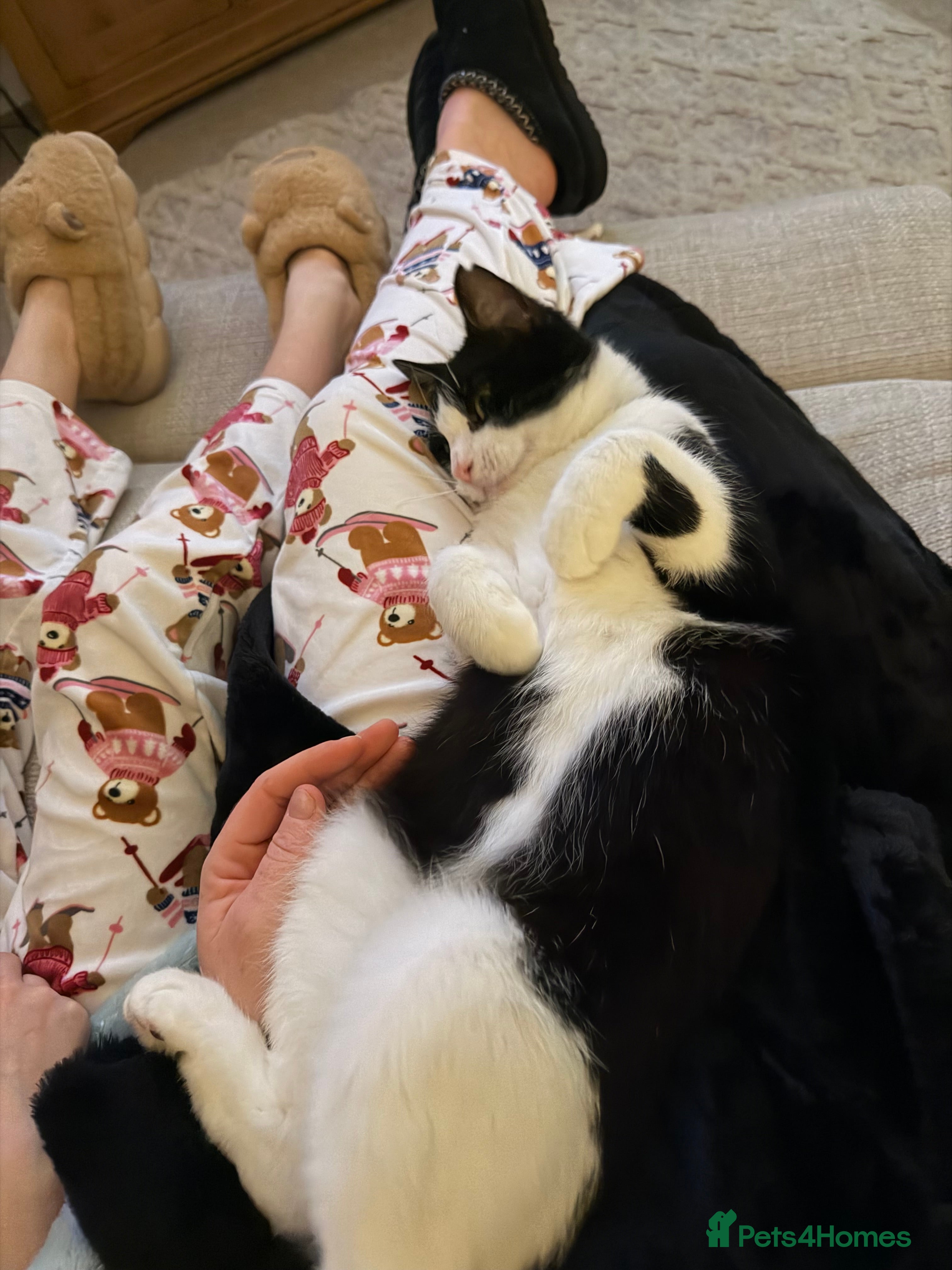 Mixed Breed cats  Black and white 18 month old male  - Advert 13