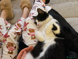 Mixed Breed cats Black and white 18 month old male - Advert 1