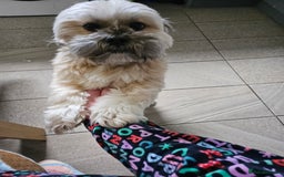 Lhasa Apso dogs for stud: Full pedigree Lhasa Apso for Stud - Image 2