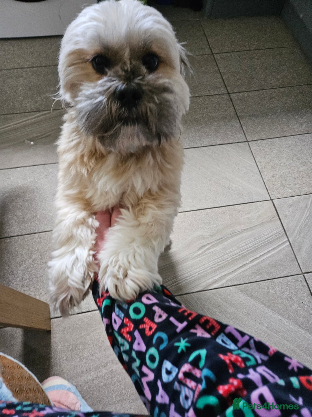 Lhasa Apso dogs for stud: Full pedigree Lhasa Apso for Stud - Image 2