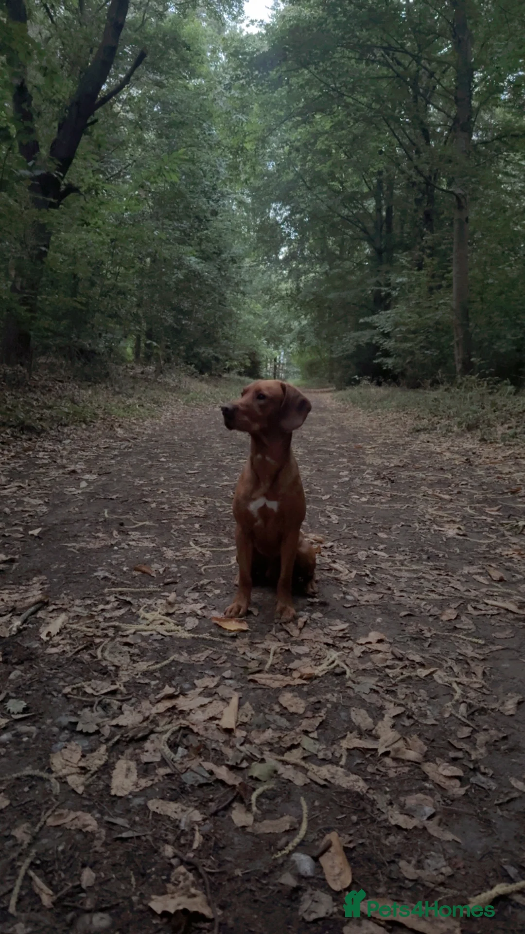 Mixed Breed dogs for stud: Cockerdor stud ( cocker spaniel x Labrador)  - Advert 1