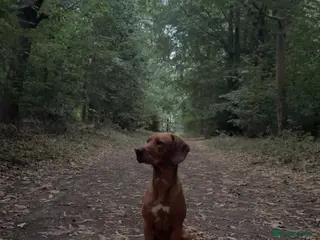 Mixed Breed dogs Cockerdor stud ( cocker spaniel x Labrador) - Advert 1