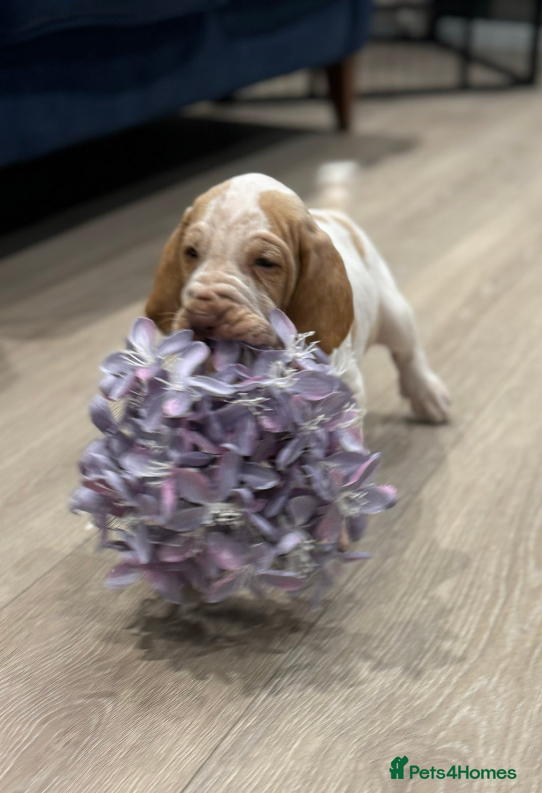 Bracco Italiano dogs for sale: KC TOP QUALITY BRACCO PUP AVAILABLE  - Advert 16