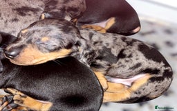Miniature Dachshund dogs for sale: Stunning Miniature Dachshund Puppies - Image 4