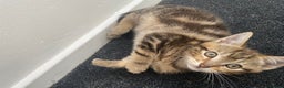 Mixed Breed cats for sale: Cute fluffy kitten ready for new home - Advert 9