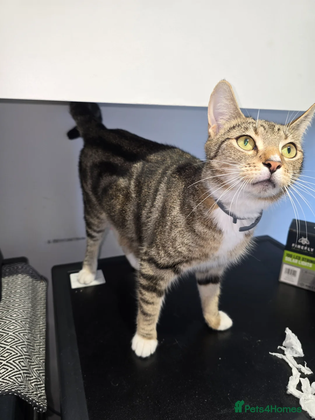 Mixed Breed cats for sale: Little lovely kittens  - Advert 2