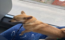 Mixed Breed dogs for sale: Hi im russell - Image 4