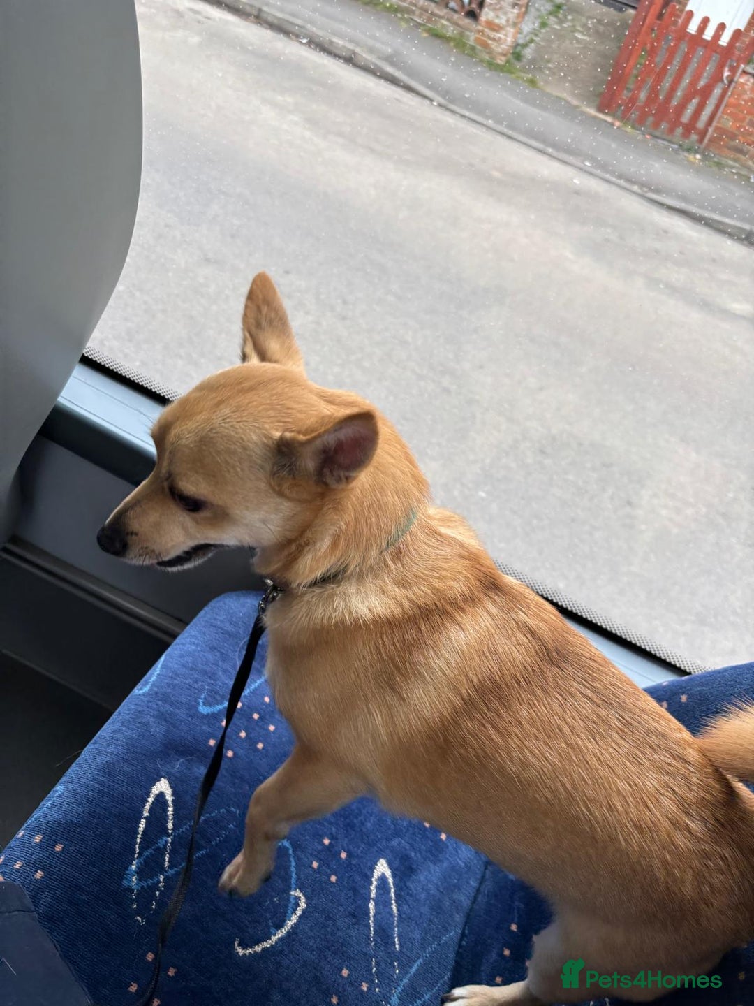 Mixed Breed dogs for sale: Hi im russell - Image 4