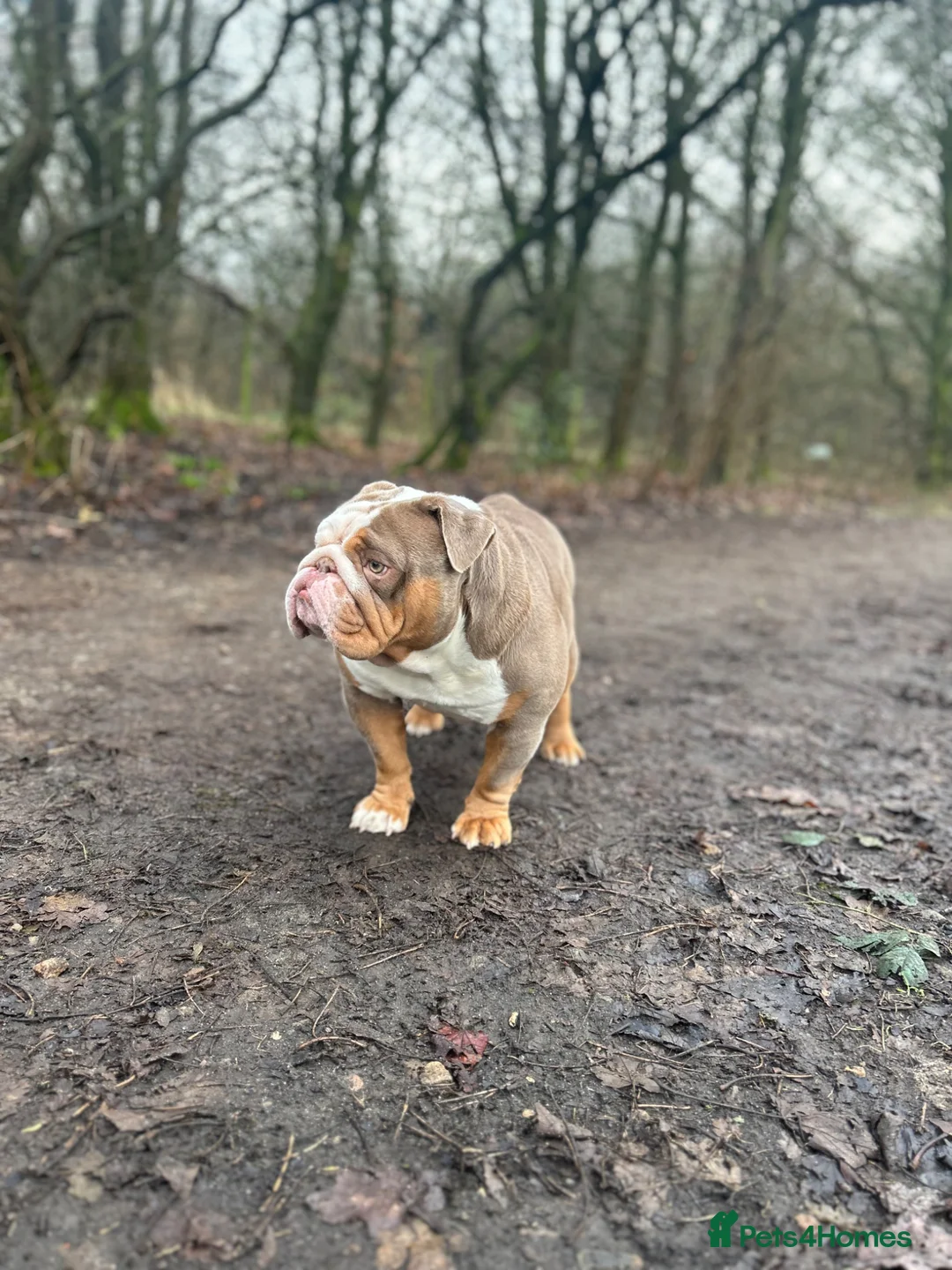 English Bulldog dogs for stud: Lilac Flash Stud in Manchester - Advert 2