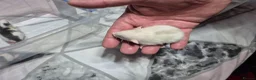 Rat rodents for sale: Baby Dumbo Rats - Advert 6