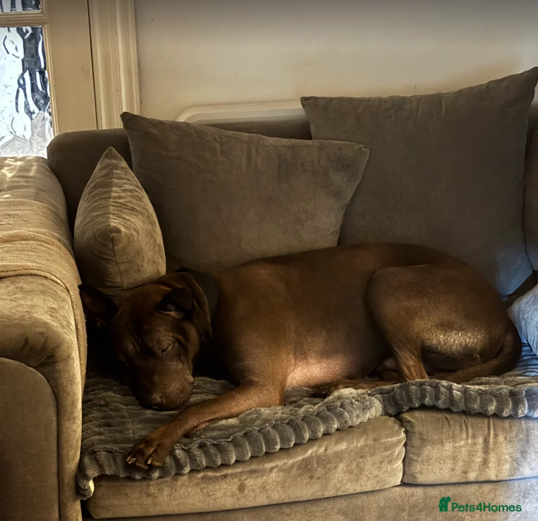 Mixed Breed dogs for sale: Bear - Belgian Shepherd/ Shar Pei/ Staffy mix - Advert 2