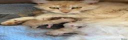 Maine Coon cats for sale: Maine Coon 3/4 Cross Kittens  - Advert 7