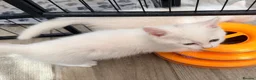 Persian cats for sale: Ready now persian x white girls - Advert 10