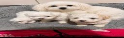 Mixed Breed dogs for sale: Bichon Maltese puppies - Advert 3