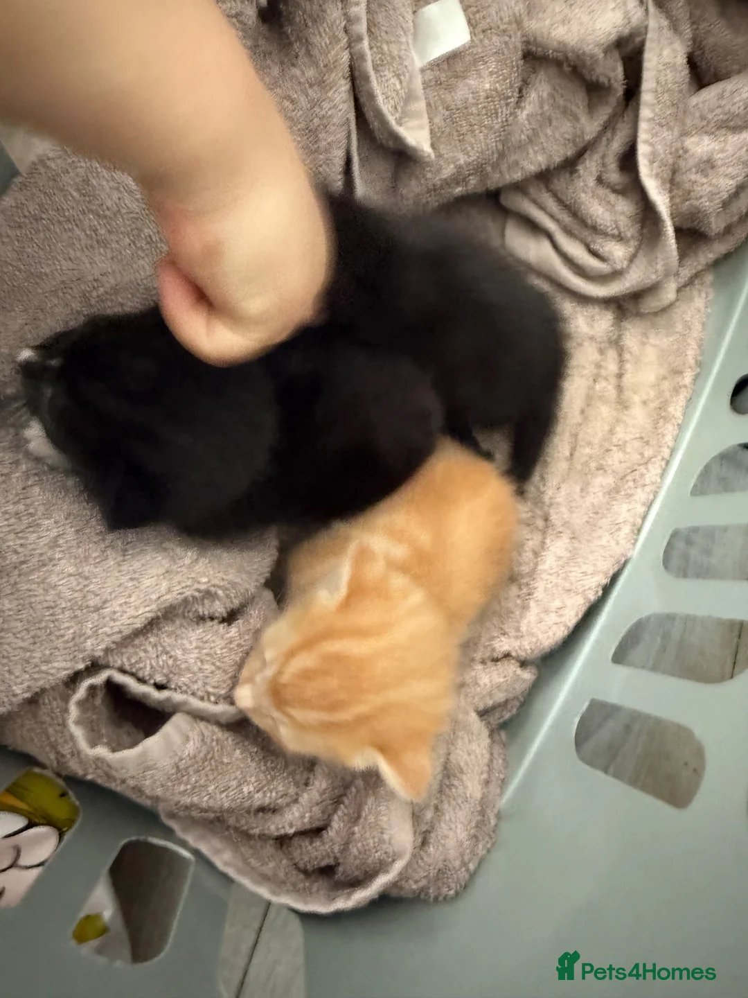 Mixed Breed cats for sale: Mixed breed kittens  in Leamington Spa - Advert 2