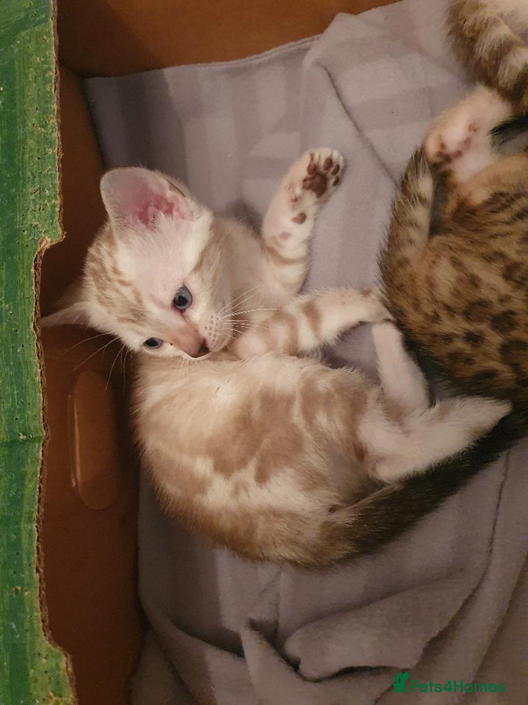 Bengal cats for sale: Pure Bengal kittens for sale - Image 9