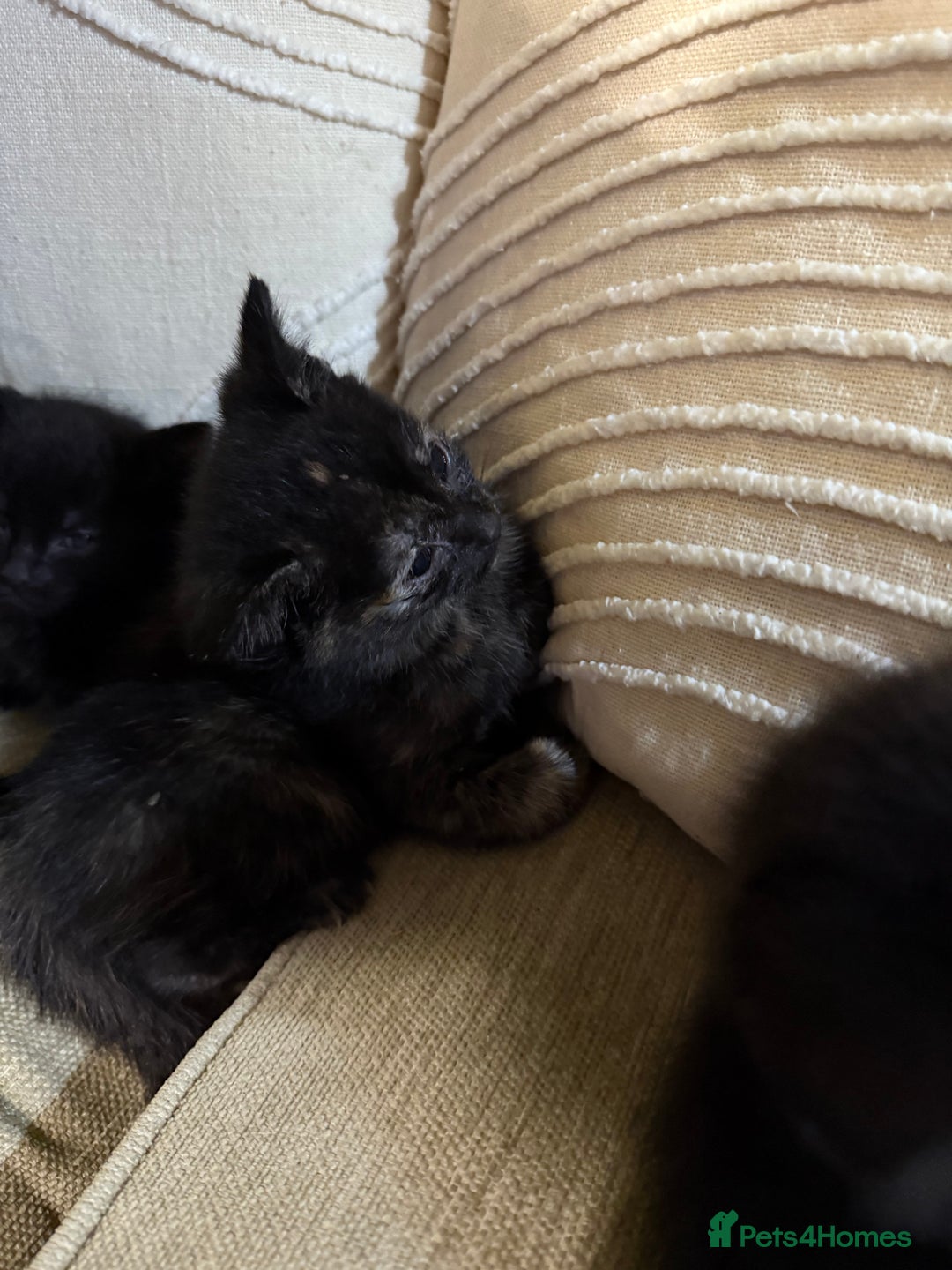 American Shorthair cats for sale: Cat and cat - Advert 1