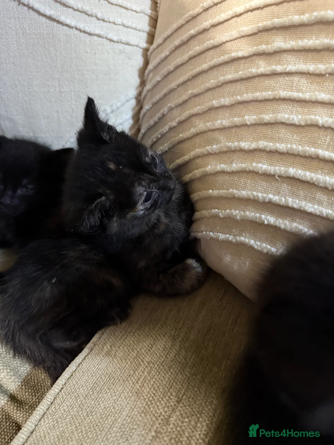 American Shorthair cats for sale: Cat and cat - Advert 1