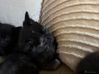 American Shorthair cats Cat and cat - Advert 8