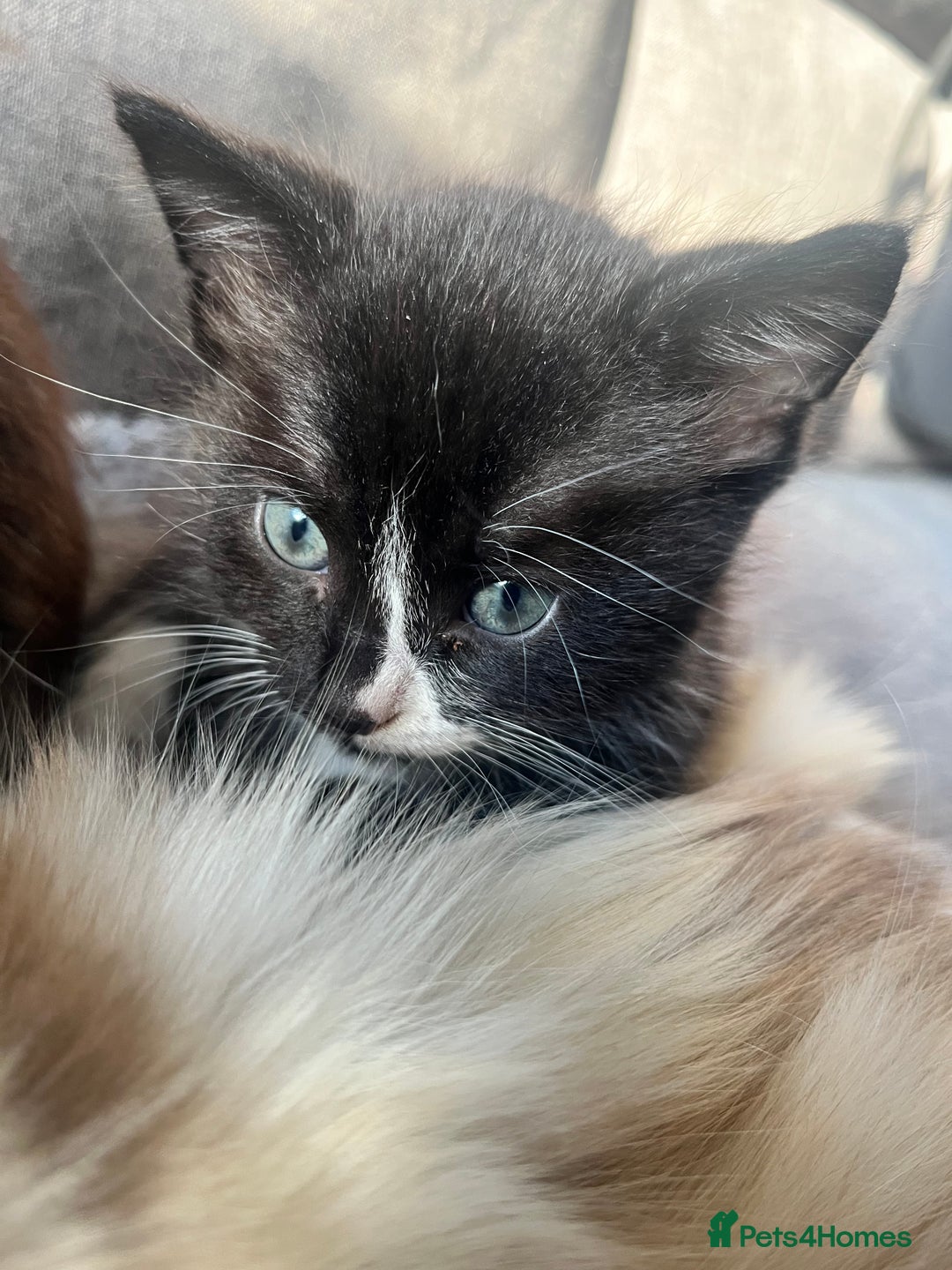 Mixed Breed cats for sale: Last boy available! - Advert 4