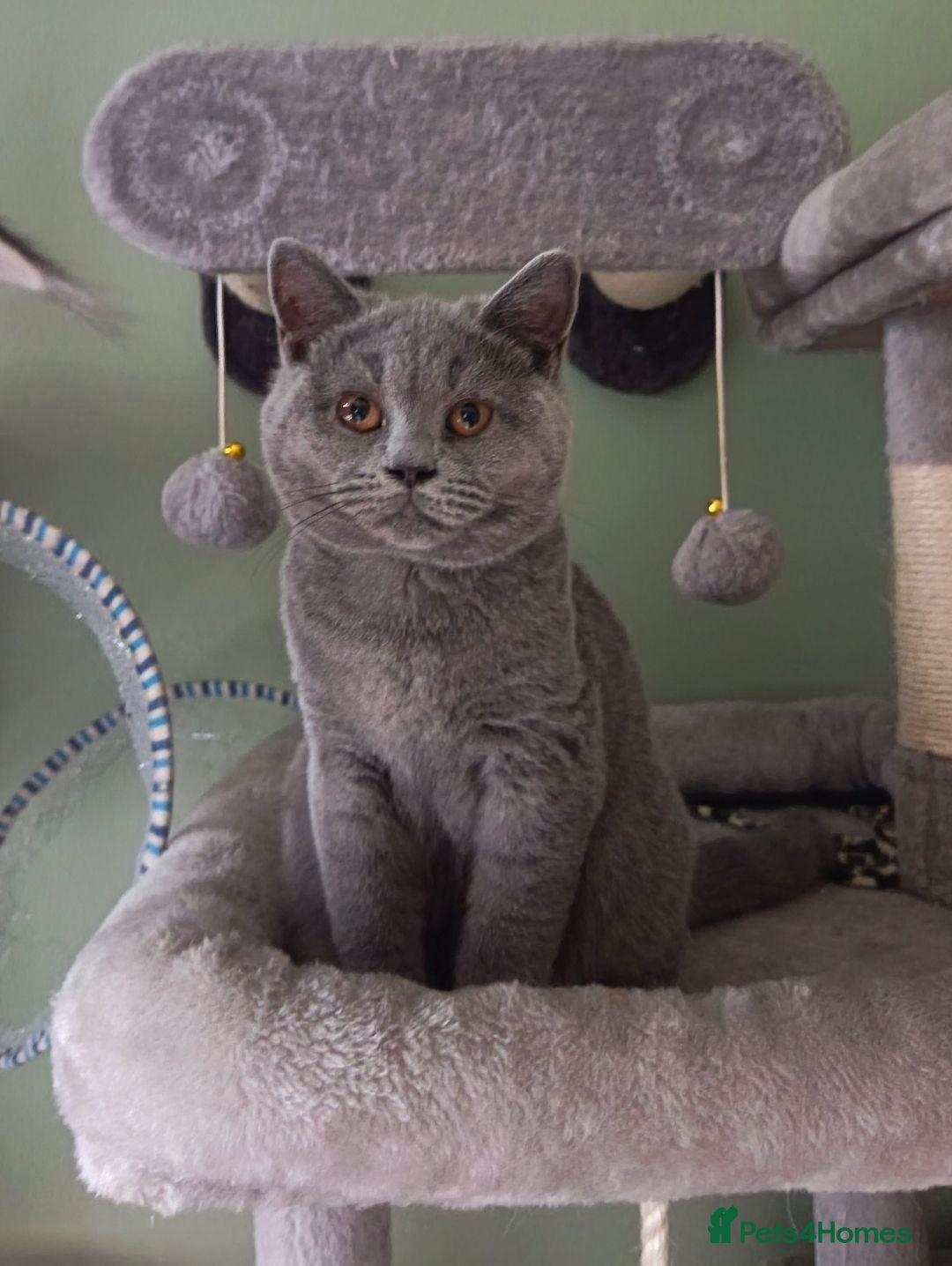 British Shorthair cats *1 Beautiful GCCF Reg'd Male, DNA Tested parents* - Advert 2