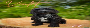 Cockapoo Puppy 4