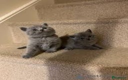 British Shorthair cats for sale: Friendly BSH kittens - Image 1