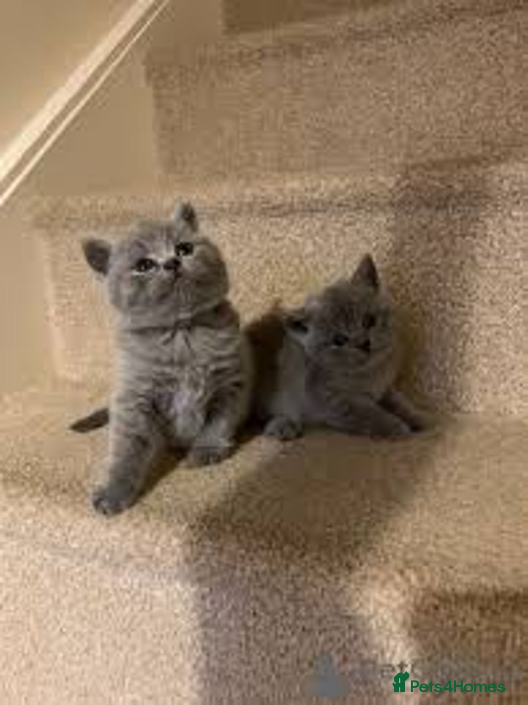 British Shorthair cats for sale: Friendly BSH kittens - Image 1