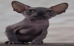Sphynx cats for sale: Beautiful litter of kittens ❤️ HCM clear 🔥 in Leicester - Image 23