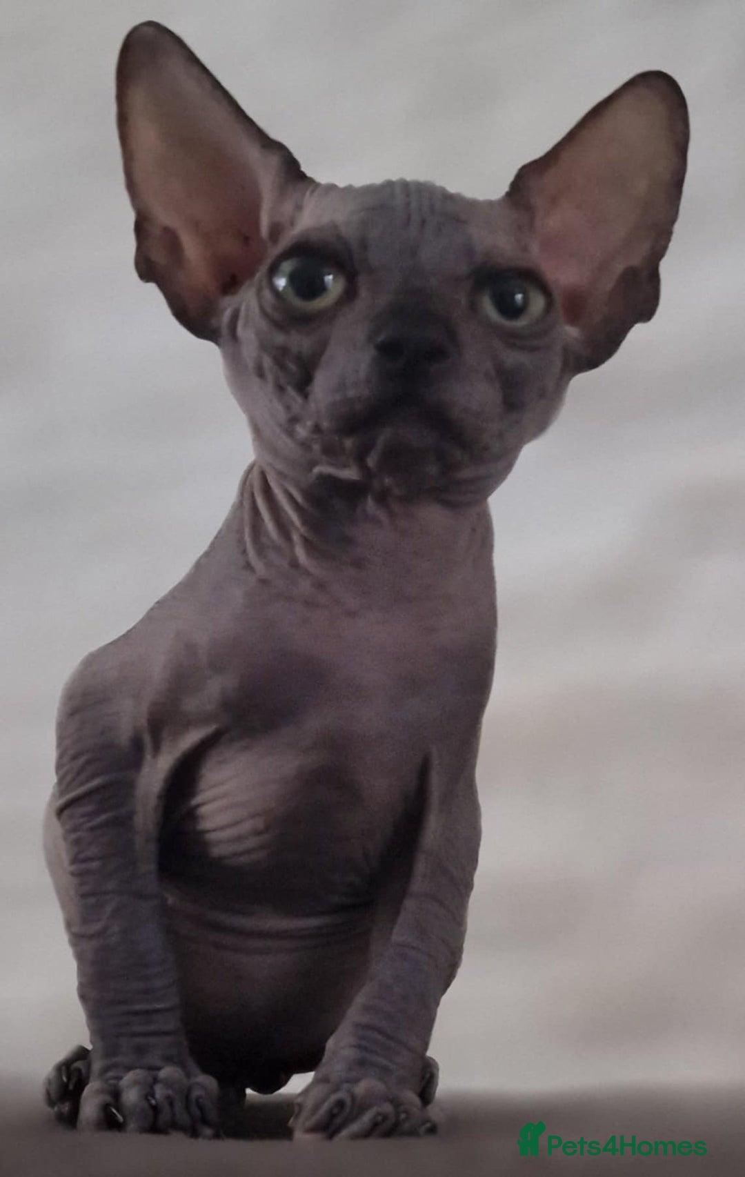 Sphynx cats for sale: Beautiful litter of kittens ❤️ HCM clear 🔥 in Leicester - Image 23