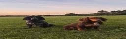 Cocker Spaniel dogs for stud: Cocker Spaniel Stud. Chocolate & Tan . Blue Roan - Advert 3