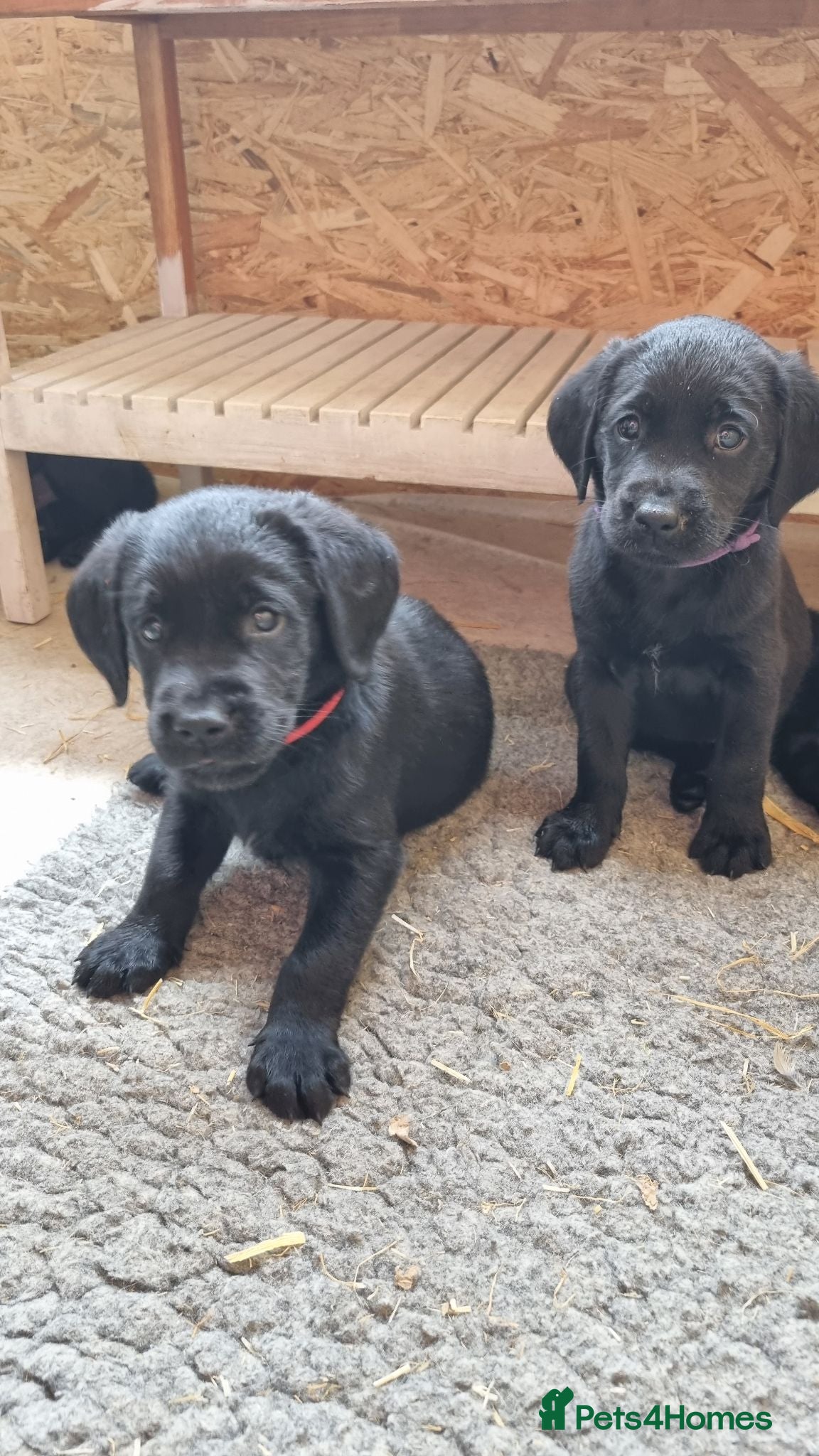 Goldador dogs Golden Retriever × Black Labrador Puppies - Advert 2