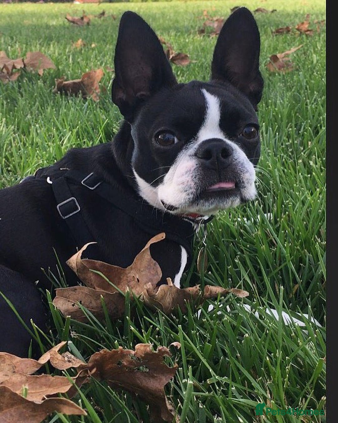 Boston Terrier dogs for sale: Boston Terrier Puppy - Advert 5