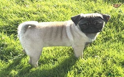 Pug dogs for sale: 2 beautiful female Pug puppies - Image 4