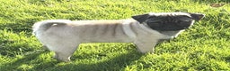 Pug dogs for sale: 2 beautiful female Pug puppies - Advert 4